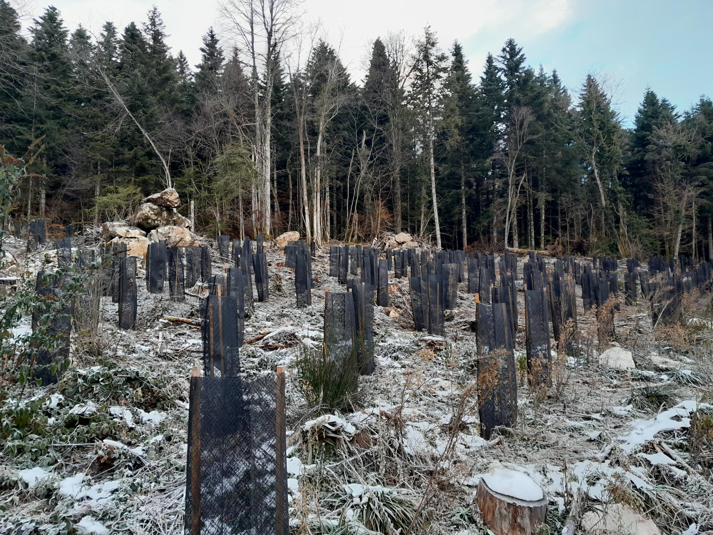 arbres plantés